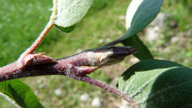 Bourgeons brun-noir pourvus d'écailles duveteuses. Agrandir dans une nouvelle fenêtre (ou onglet)